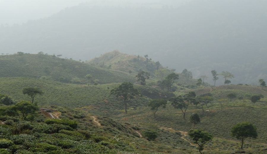 Analysis of Darjeeling Black Tea Varieties and Origins: The Three Major Camellia Species and Flavor Keys