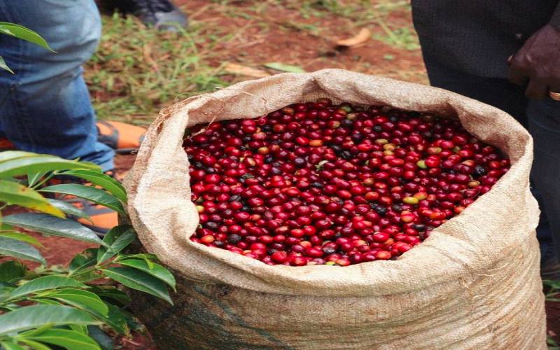 How to Choose Panamanian Geisha Coffee Beans? A Guide to Entry-Level to Advanced Everyday Beans