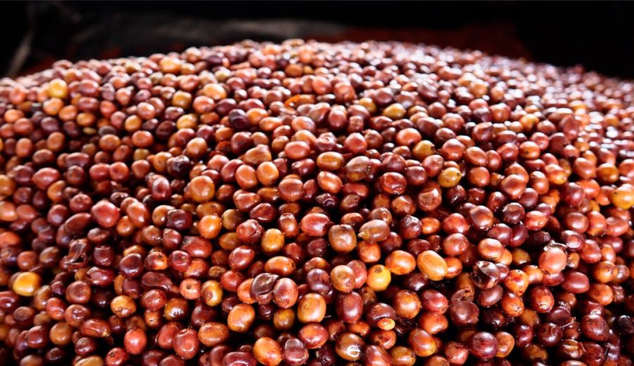 Front Street Coffee Ethiopian Gesha Village Red Label Pour Over Guide: A Complete Tutorial from Flavor to Parameters