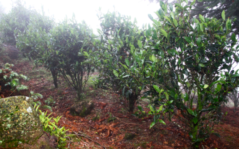 Flavor Profile of Phoenix Dancong Magnolia Aroma | Key Features of Wuyun Mountain Charcoal Roasting Technique and Tasting Insights
