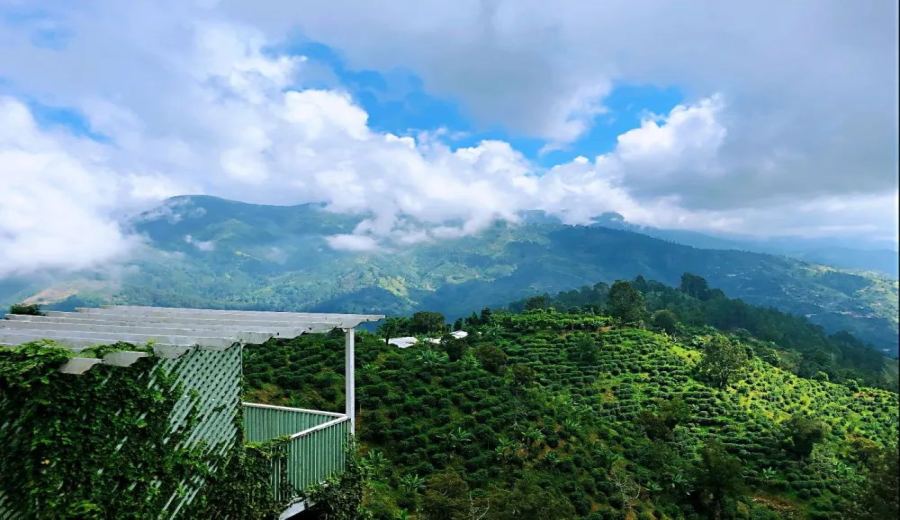Why is Jamaican Blue Mountain coffee so expensive? A look at its origin, history, and the Clifton Estate No. 1