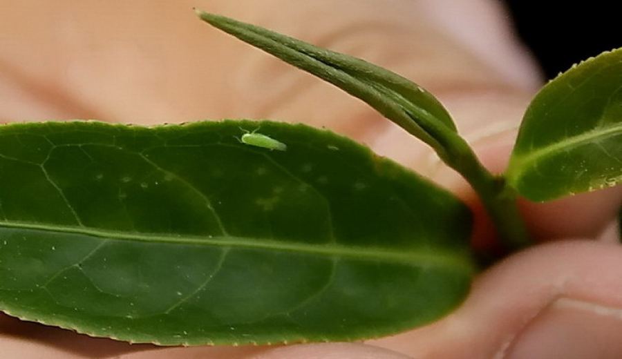 Analysis of the Differences Between Taiwan Tea No. 18 and Qingxin Damao: The Source of Honey Aroma in Honey Aroma Black Tea and the Challenges in Its Production