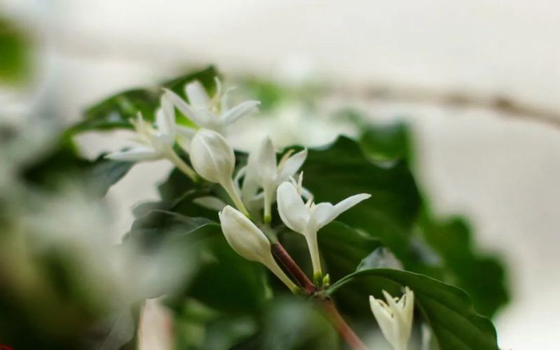Home-Grown Coffee Trees: A Guide to Altitude, Temperature, and Key Care Techniques Through Potted Practice
