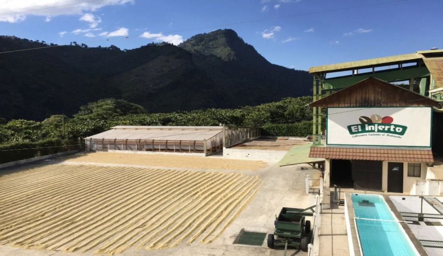 How to choose between Guatemalan Geisha and Pacamara? A complete guide to EI Estate pour over parameters and flavors