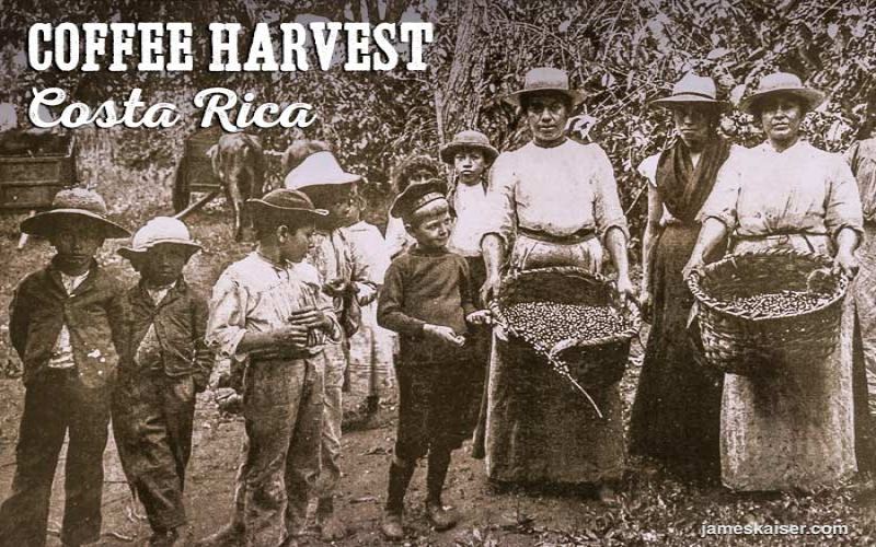Flavor Profile and Cultivation Secrets of Costa Rica Finca Fuego Phoenix Red Honey Processed Beans
