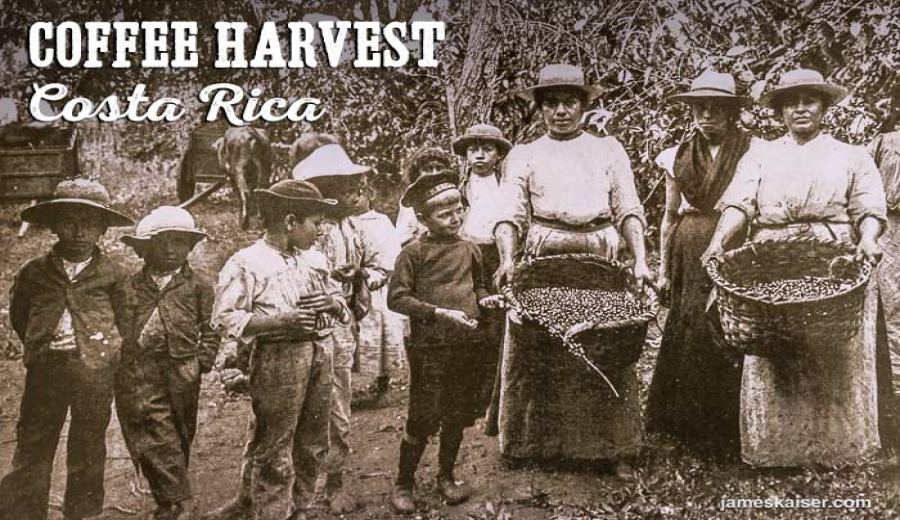 Flavor Profile and Cultivation Secrets of Costa Rica Finca Fuego Phoenix Red Honey Processed Beans