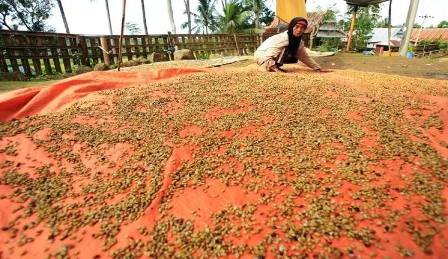 How to Brew Tropical Fruit Aroma Coffee Beans? Best Flavor Timing After Opening & Storage Tips
