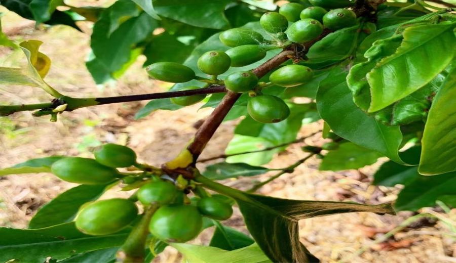 How to Choose the Roast Level of Espresso Beans? Flavor Analysis & Beginner’s Buying Guide