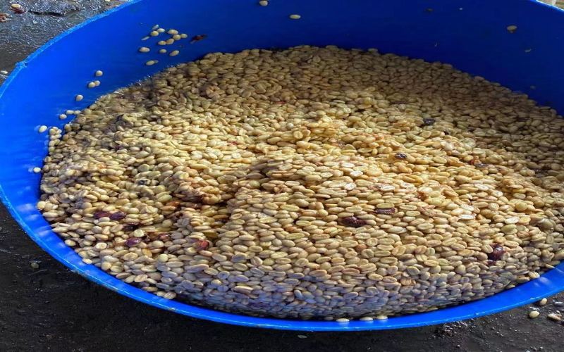 When to Open Bags of Dark and Medium-Dark Roast Coffee Beans? A Guide to Timing for Optimal Flavor
