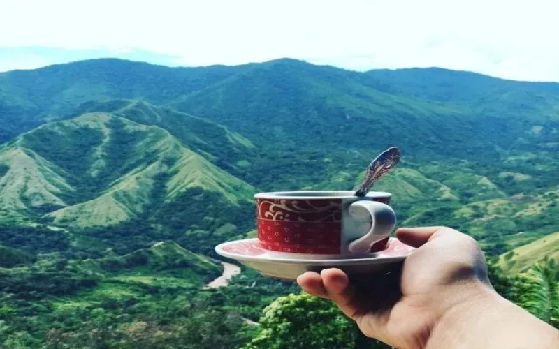 Analysis of the First Indonesian COE Cup of Excellence Results: Flavor Shifts and Specialty Trends in 26 Award-Winning Coffees