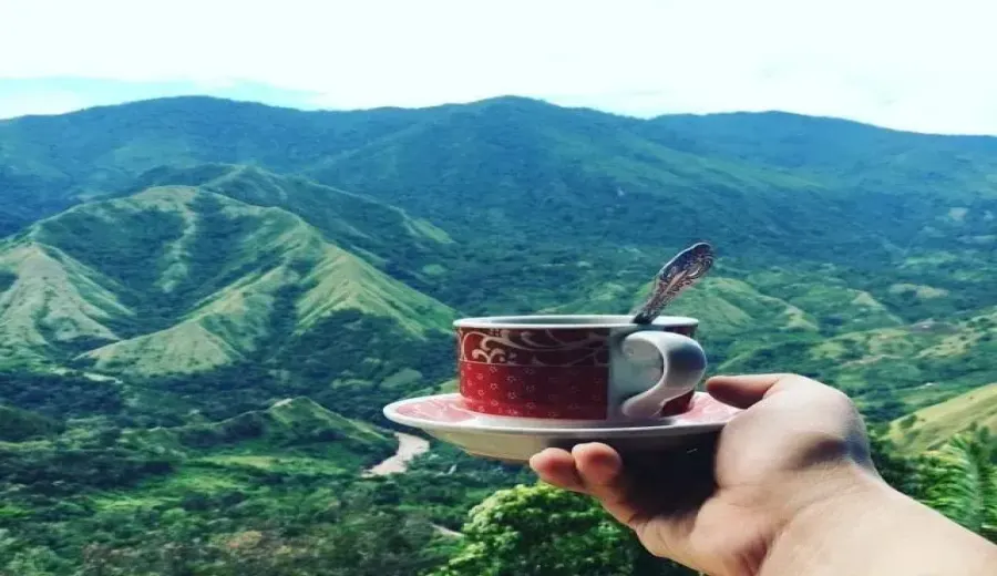 Analysis of the First Indonesian COE Cup of Excellence Results: Flavor Shifts and Specialty Trends in 26 Award-Winning Coffees