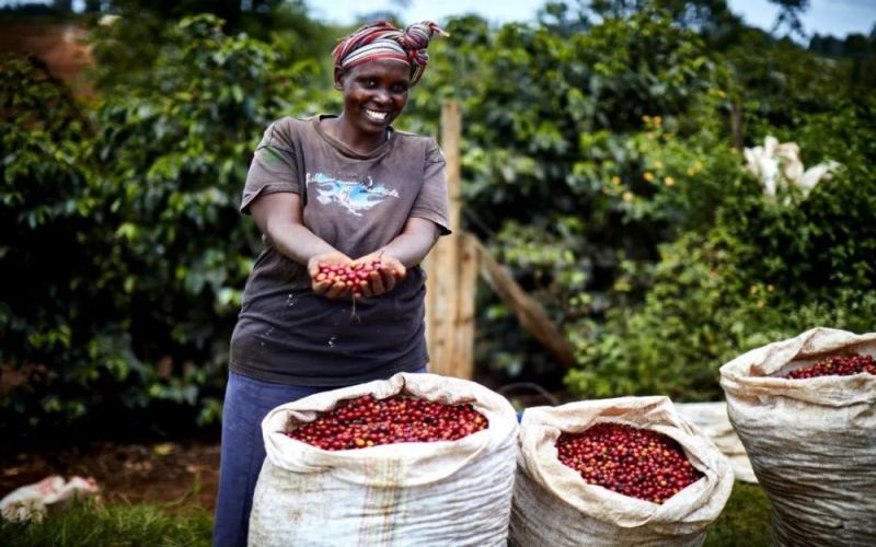 How to Choose Kenyan Coffee Beans? How Do SL28, SL34, and K72 Washed Processing Affect Flavor