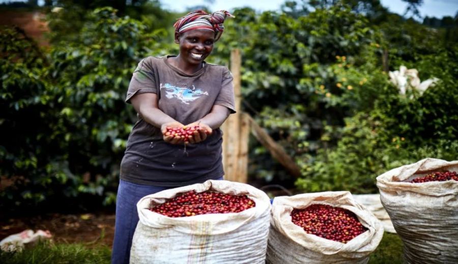 How to Choose Kenyan Coffee Beans? How Do SL28, SL34, and K72 Washed Processing Affect Flavor