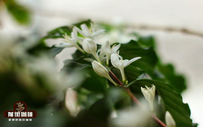 A Complete Guide to Yunnan Coffee Growing Regions: Varieties, Processing Methods, and Flavor Profiles of the Four Core Areas