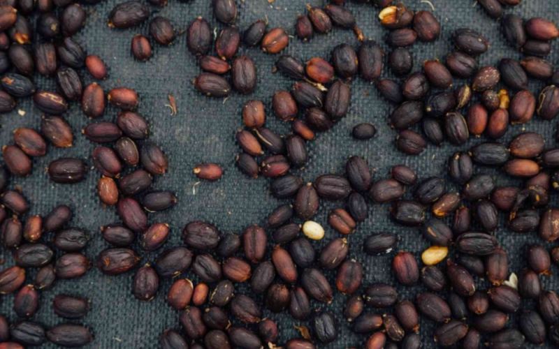 Colombian Chiroso Coffee Beans: The Flavor Secrets and Variety Origins of the BOP High-Price Champion