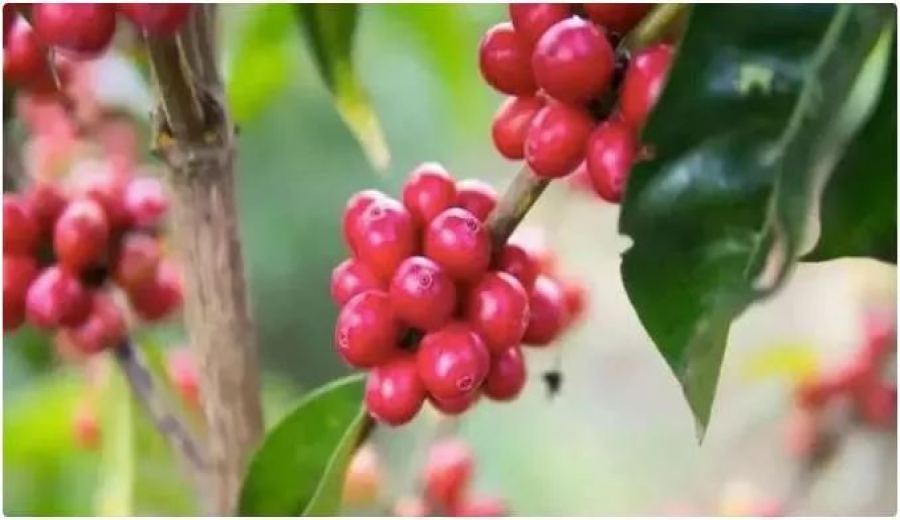 A Complete Guide to Kenyan Coffee Regions, SL28/SL34 Varieties, and Washed Processing | Pour Over Flavor Analysis