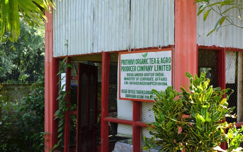 Recommended Assam Organic Black Tea Estates | What’s the Difference Between Natural Cultivation and Organic Certification?