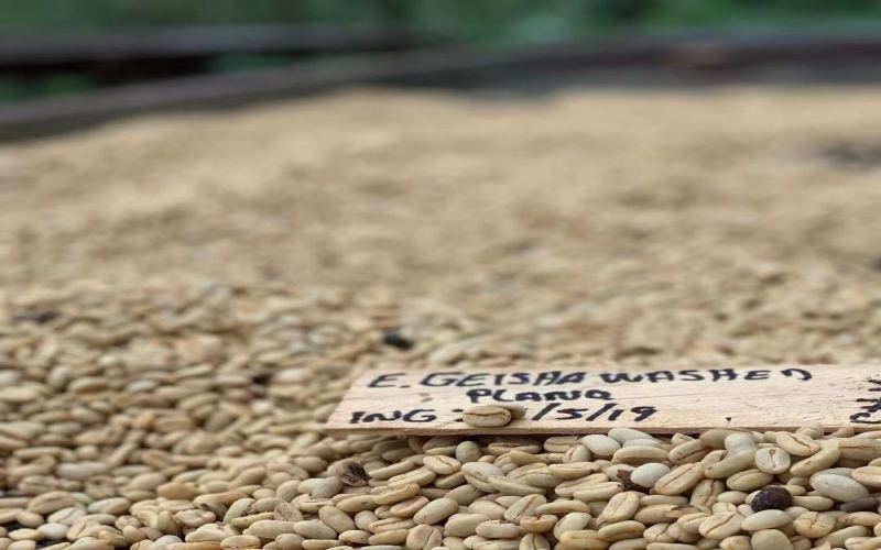 A Complete Guide to Geisha & Geisha-Style (Artisan) Beans from Dota, Tarrazú, Costa Rica | Micro-Lot & Auction Bean Flavor Profiles