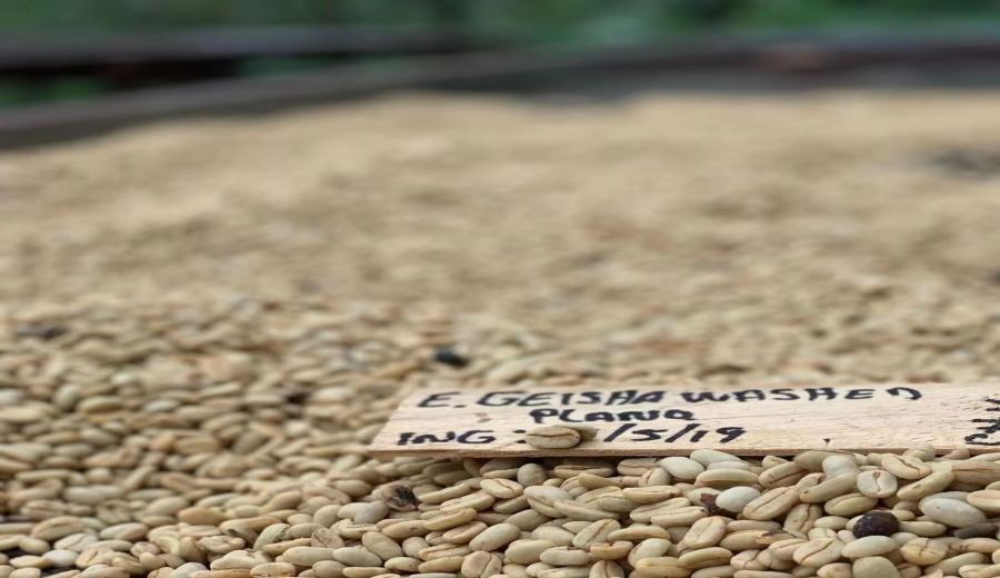 A Complete Guide to Geisha & Geisha-Style (Artisan) Beans from Dota, Tarrazú, Costa Rica | Micro-Lot & Auction Bean Flavor Profiles
