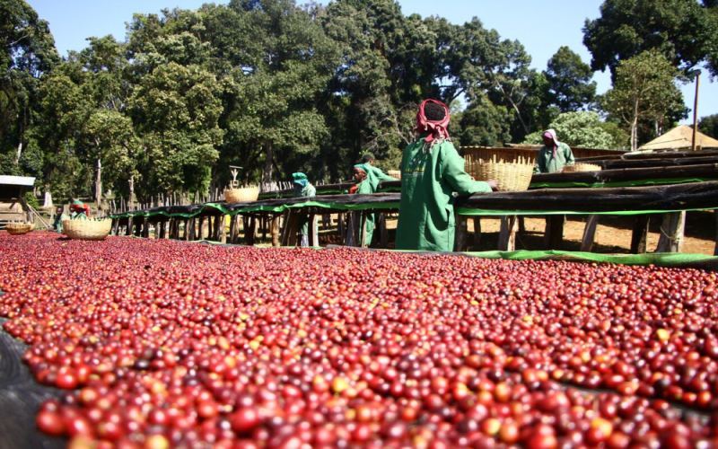 Analysis of Ethiopian Guji Hambella G1 Natural Bean: Flavor Profile of Hua Kui Coffee & Pour Over Recommendations
