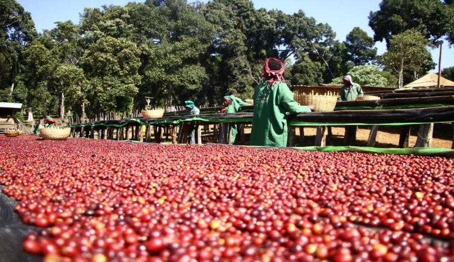 The Origins of Ethiopian Hua Kui Beans: The Distinction Between Guji and Sidamo, the Evolution of the Guji-Hambella Sun-Dried Process, and Pour Over Flavor Analysis