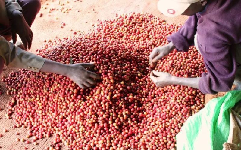 How to Choose Kenyan Coffee Beans? Analysis of AA, AB, PB Grades & Flavor Characteristics of K72 Washed Processing