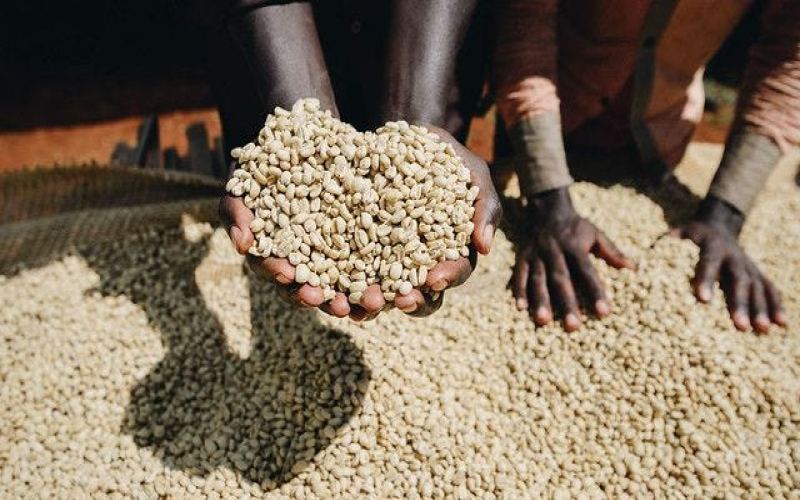 Differences Between Ethiopian Sidamo and Yirgacheffe Beans | Sun-Dried Flavor Profiles & Pour Over Parameters Tested