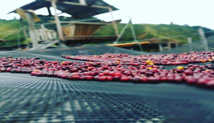 Exploring African Coffee Regions | Recommended Ethiopian Floral & Fruity Pour Over Beans and Processing Method Analysis