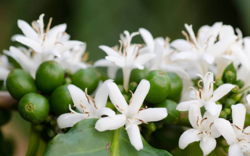 Colombia’s Antioquia and Fredonia Town Coffee Region: A Comprehensive Analysis of Flavors and Growing Background