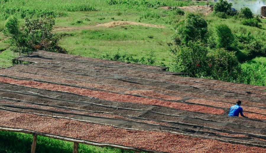 Flavor Profile of Rwanda Washed Red Bourbon Beans: The Perfect Combination of Altitude, Variety, and Processing Method