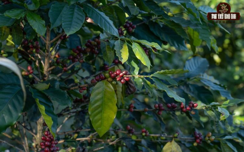 Ethiopia Typica vs Sidamo Heirloom: COE Competition Flavor Comparison & Pour Over Techniques