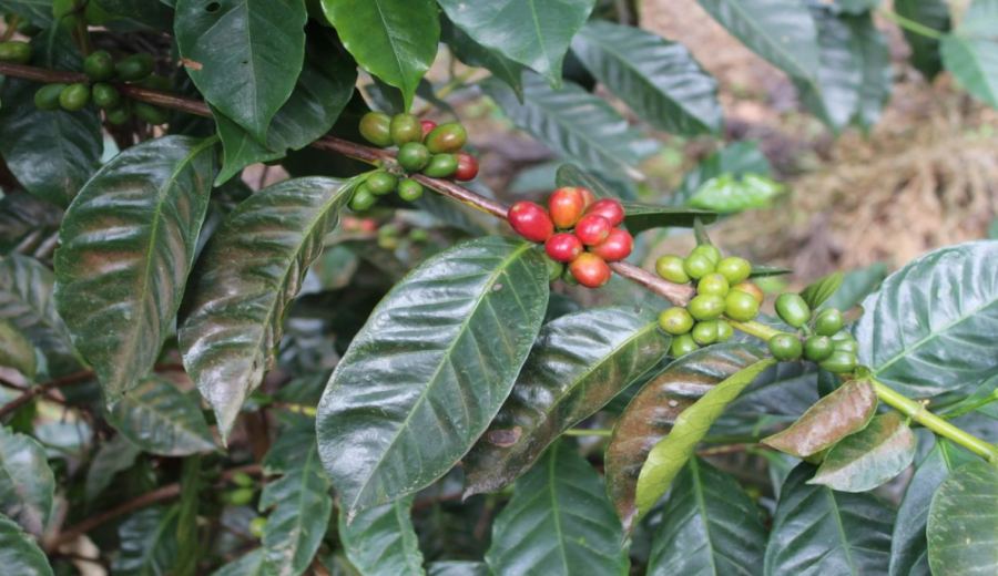The Ultimate Guide to Panama Geisha from La Esmeralda: Differences Between Red, Green, and Blue Labels, Washed vs. Natural Flavors, and Pour Over Techniques