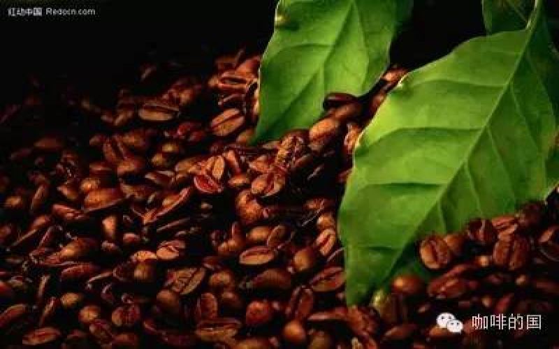 The Rise of Yunnan Small-Bean Coffee: A Comprehensive Analysis from International Coffee Day to the Future of the Industry