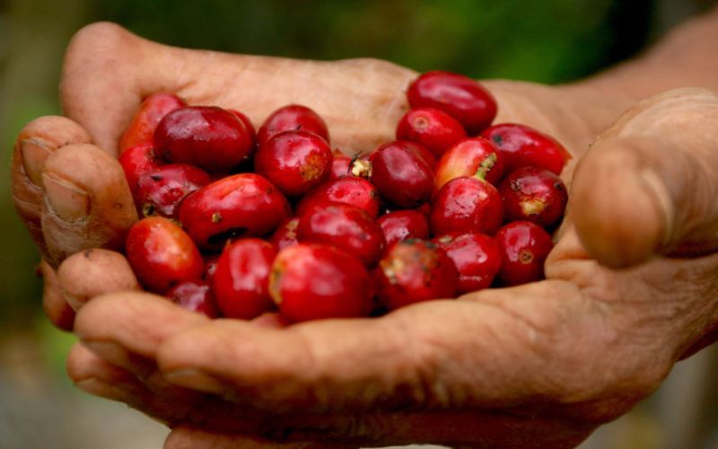 Complete Guide to Philippine Coffee Regions: Altitude, Varieties & Optimal Harvest Seasons