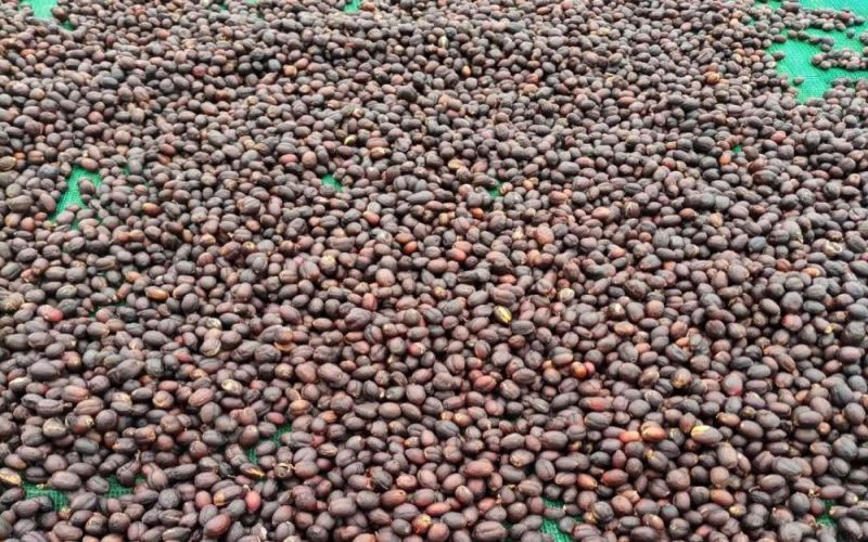 Flavor Profile of Ethiopian Grana Estate Geisha | Sun-Dried Processing & Pour Over/Cold Brew Guide