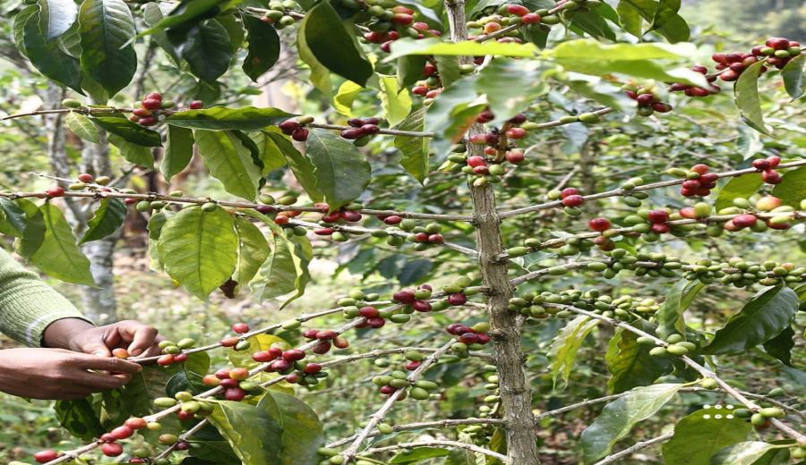 Analysis of Indonesian Coffee Brands and Mandheling Flavor: A Complete Guide from Regions to Pour Over Parameters