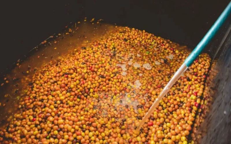 Complete Guide to Colombian Coffee Bean Regions, Processing Methods & Pour Over Parameters