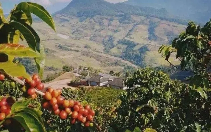 Ethiopian Coffee Enters the Chinese Market: Risks and Concerns Behind Its Growth