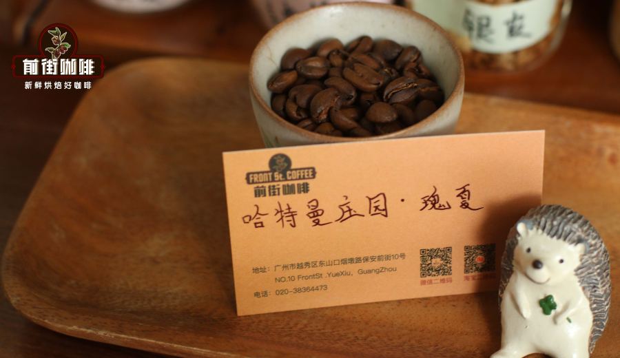 Panama Volcan Caturra Gesha: A Complete Guide to Anaerobic Natural Processing & Pour Over Flavor