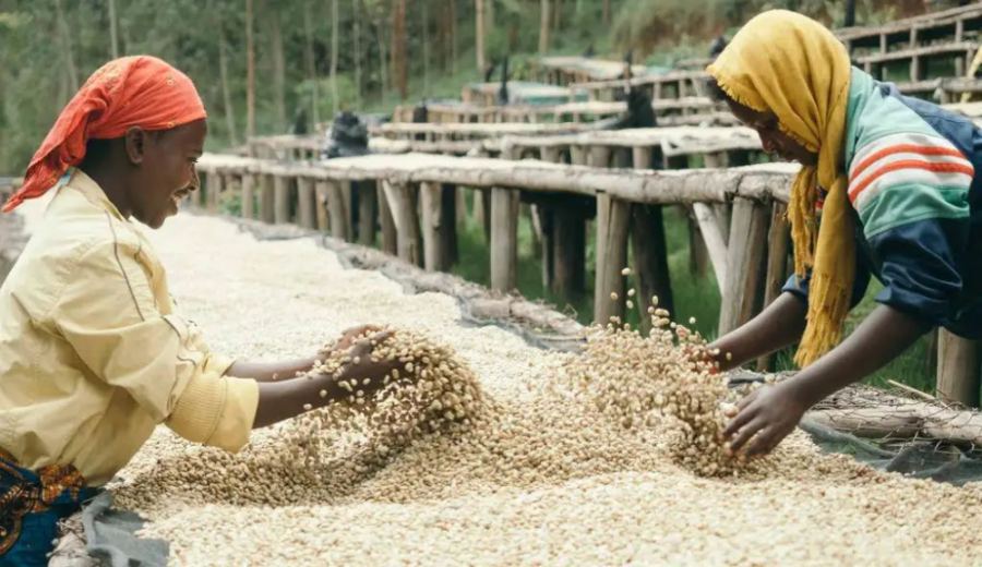Complete Guide to Yirgacheffe Konga Cooperative Natural Process Beans: Flavor Profile & Pour Over Techniques