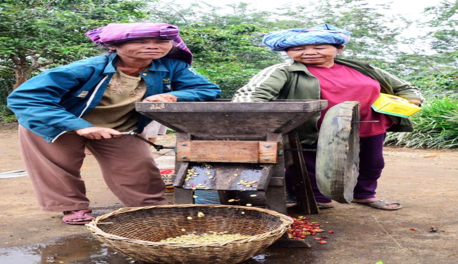 Complete Guide to Indonesian Wet-Hulling Process: Exploring Mandheling Flavor & 7-Step Breakdown