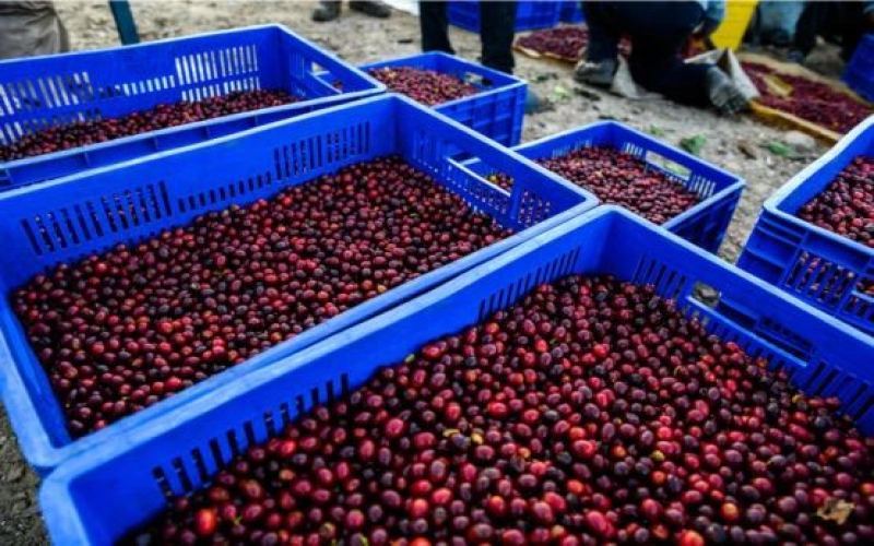 In-depth Comparison of Geisha and Bolivian Java: A Comprehensive Analysis from Genetics to Brewing