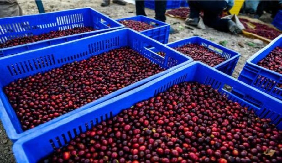 Bolivia Java vs Panama Geisha: A Comprehensive Comparison of Pour Over Coffee Bean Flavors and Roasting Parameters