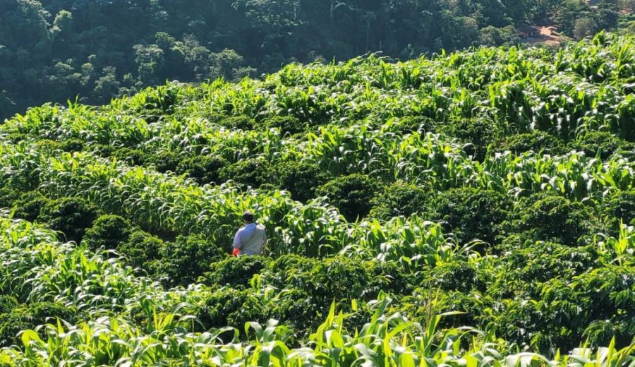 How to Brew Brazilian Cerrado Red Bourbon Coffee Beans? Complete Guide to Honey Process & Pour Over Parameters