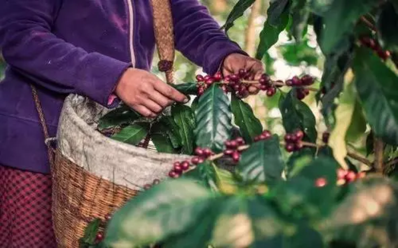 El Salvador’s coffee exports plunge nearly 50%—can the Chinese market offer a new way out?