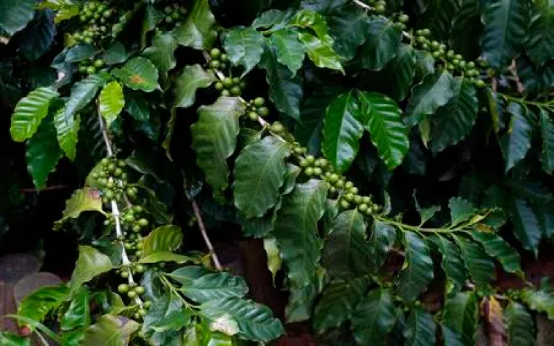 Brazil’s Coffee Exports Hit a New High: Trends Behind China’s First-Ever Import of Over 1 Million Bags