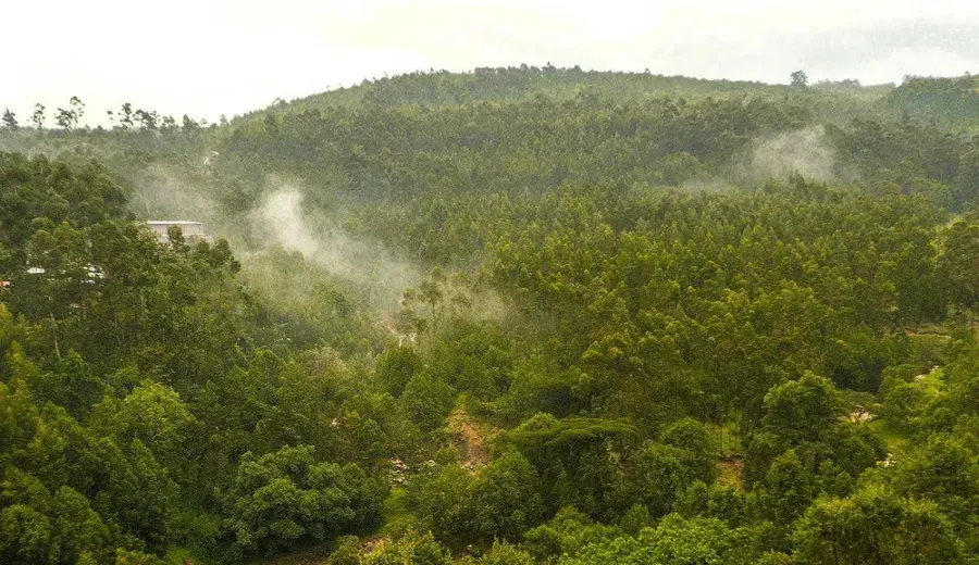 Ethiopian Kafa Forest Wild Arabica: A Genetic Treasury and Aroma Decoded