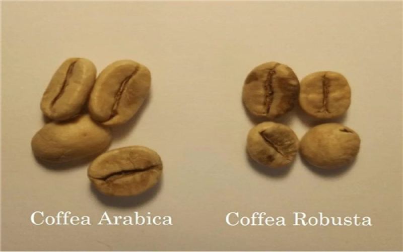 A Comprehensive Guide to Green Coffee Processing Methods: Flavor Differences & Processing Techniques for Beginners