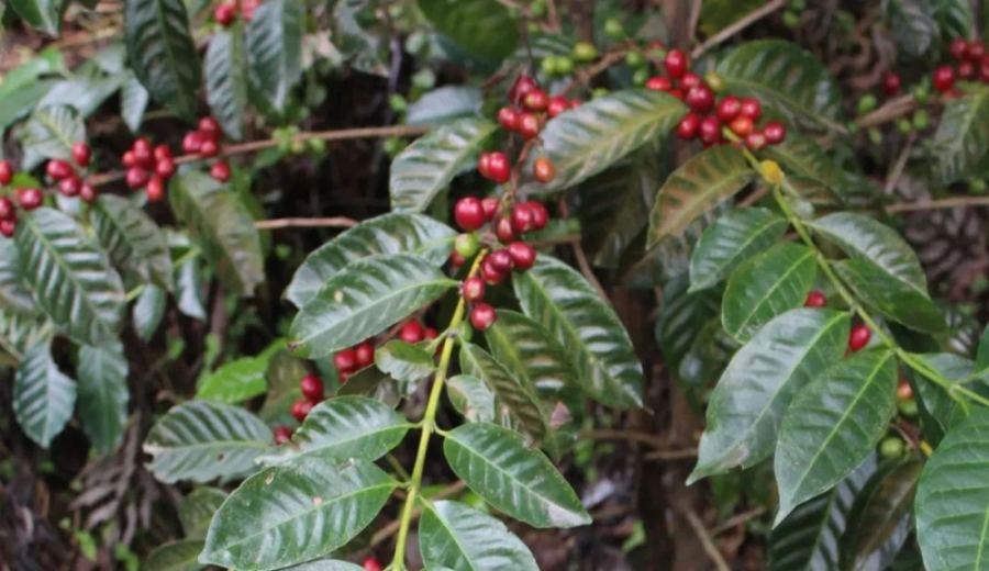 Analysis of Panama Boquete Hua Hudie Beans: How the Geisha Hybrid Influences Flavor and Brewing?