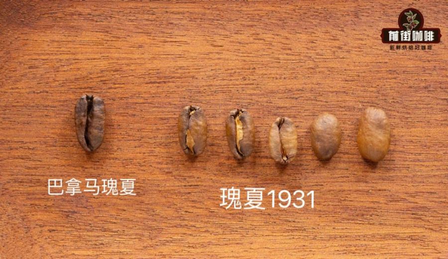 From Ethiopia’s Gesha Forest to Panama’s T2722: The Evolution of the Geisha Coffee Variety and Its Flavor Secrets